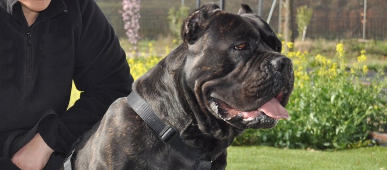 ROTHORM JY DREAM GILUI