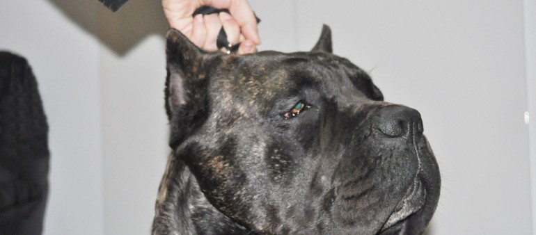 BLIZZARD RAYLA DI CORS