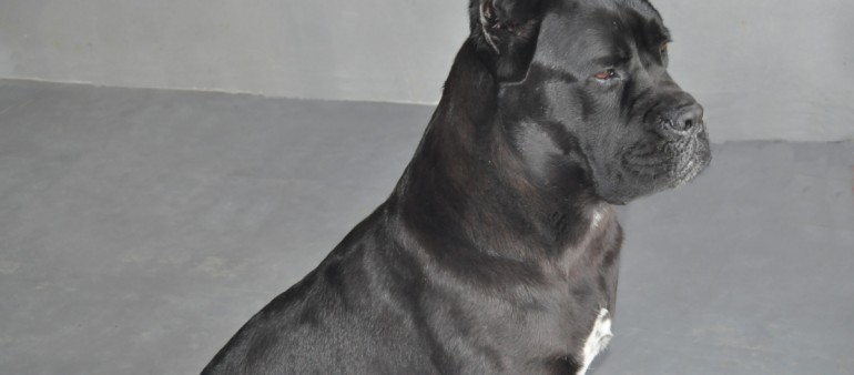 Campeona de España (Ch)