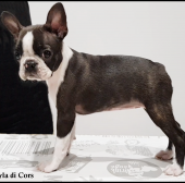 AMERICAN BEAUTY RAYLA DI CORS