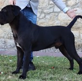 CH.LOGAN RAYLA DI CORS